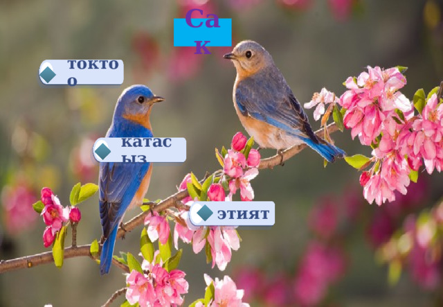 Сак токтоо катасыз этият 