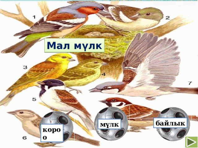Мал мүлк байлык мүлк короо 