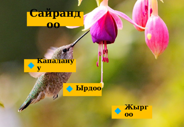 Сайрандоо Капалануу  Ырдоо  Жыргоо  