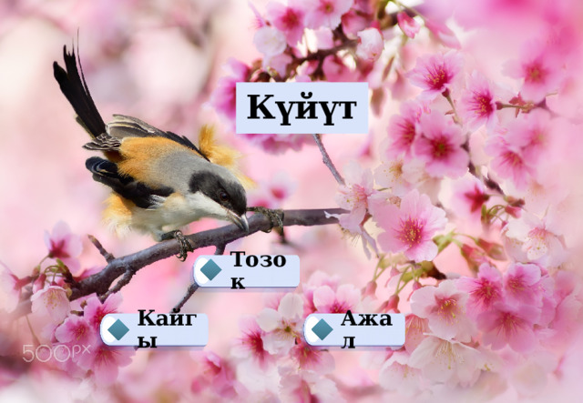 Күйүт Тозок  Кайгы Ажал   