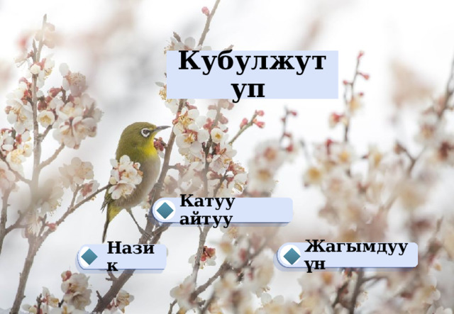 Кубулжутуп Катуу айтуу  Жагымдуу үн Назик   