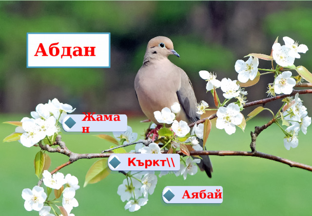 Абдан Жаман  Къркт\\   Аябай  