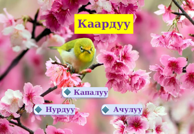 Каардуу Капалуу  Ачулуу Нурдуу   