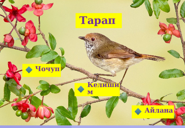 Тарап  Чочуп  Келишим  Айлана  