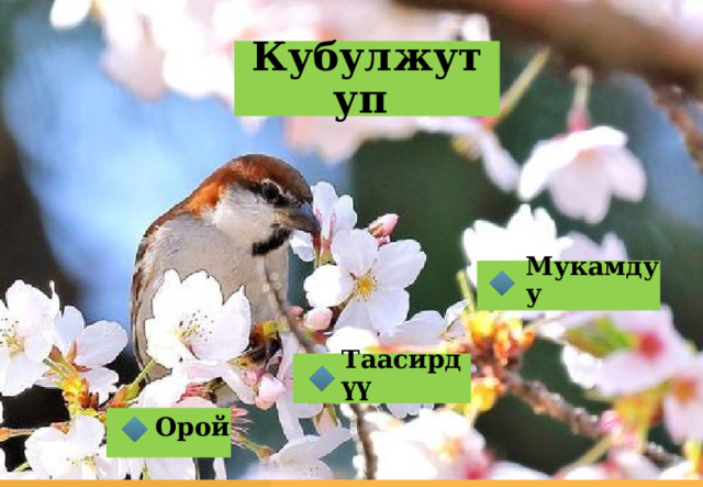 Кубулжутуп Мукамдуу Таасирдүү Орой 