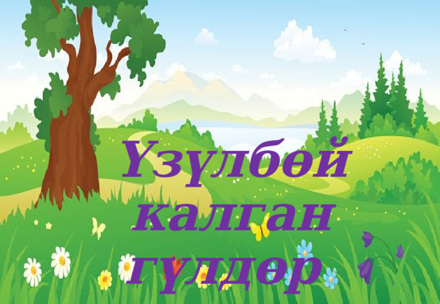 Үзүлбөй калган гүлдөр 