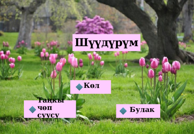 Шүүдүрүм Көл Таңкы чөп суусу Булак 