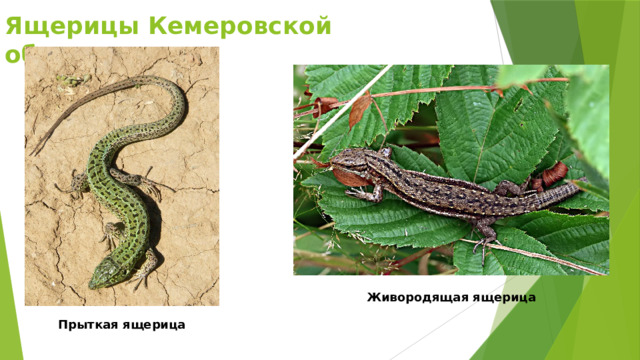 Ящерицы Кемеровской области Живородящая ящерица Прыткая ящерица 