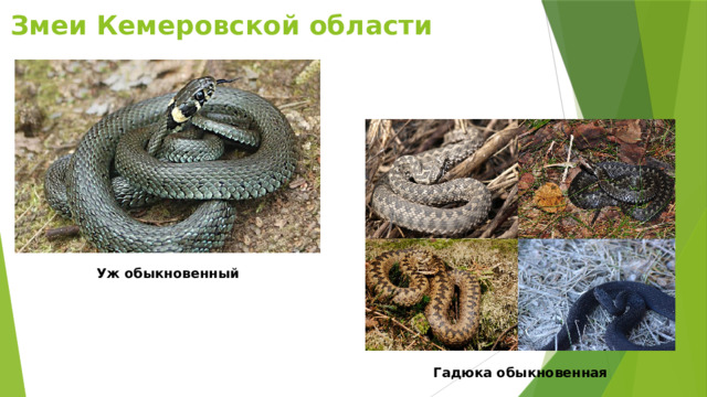 Змеи Кемеровской области Уж обыкновенный Гадюка обыкновенная 