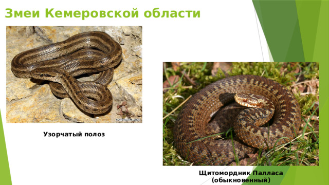 Змеи Кемеровской области Узорчатый полоз Щитомордник Палласа (обыкновенный) 