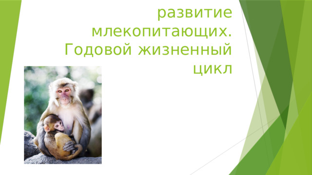 Поведение млекопитающих размножение и развитие 8 класс. Жизненный цикл млекопитающих. Годовой цикл млекопитающих. Годовой жизненный цикл млекопита. Годовой жизненный цикл млекопитающих.