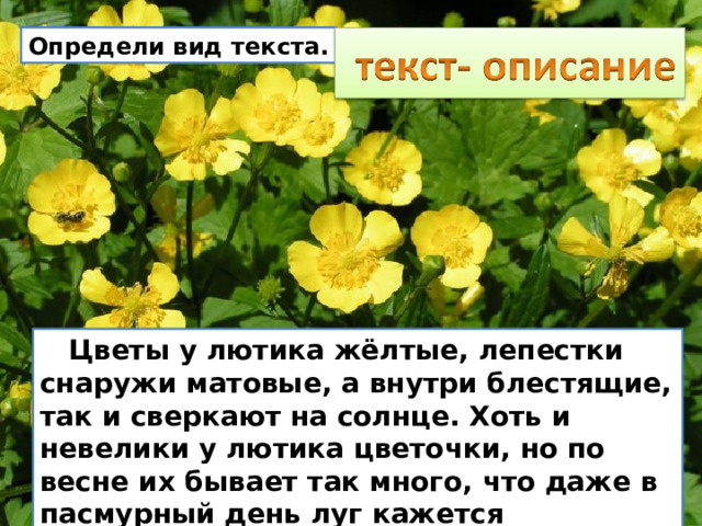 Определи вид текста.  Цветы у лютика жёлтые, лепестки снаружи матовые, а внутри блестящие, так и сверкают на солнце. Хоть и невелики у лютика цветочки, но по весне их бывает так много, что даже в пасмурный день луг кажется солнечным. 