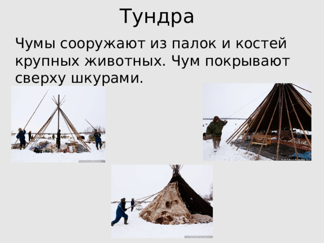 Тундра   Чумы сооружают из палок и костей крупных животных. Чум покрывают сверху шкурами. 