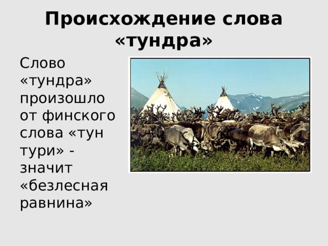 Происхождение слова «тундра» Слово «тундра» произошло от финского слова «тун тури» - значит «безлесная равнина» 