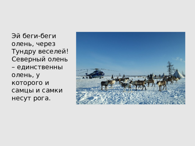 Эй беги-беги олень, через Тундру веселей! Северный олень – единственны олень, у которого и самцы и самки несут рога. 