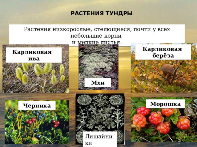 РАСТЕНИЯ ТУНДРЫ . Растения низкорослые, стелющиеся, почти у всех небольшие корни и мелкие листья. Карликовая берёза Карликовая ива Мхи Морошка Черника Лишайники 