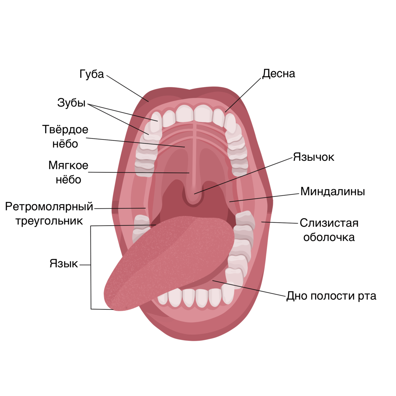 Полости рта рецепты. Строение ротовой полости миндалины. Строение ротовой полости человека анатомия. Структура языка человека. Строение языка в ротовой полости.