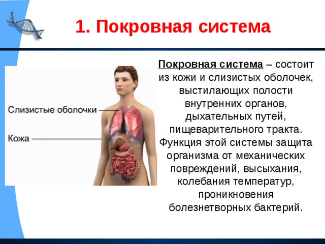 Система покровных органов человека функции