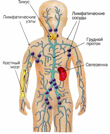 Схема иммунной системы человека