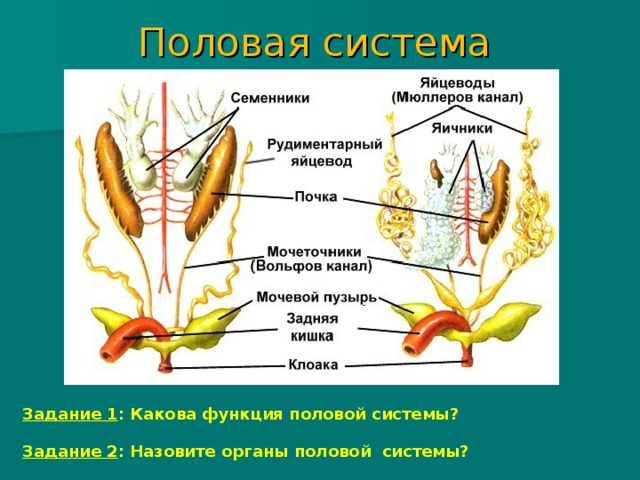 Презентация на тему половая система человека