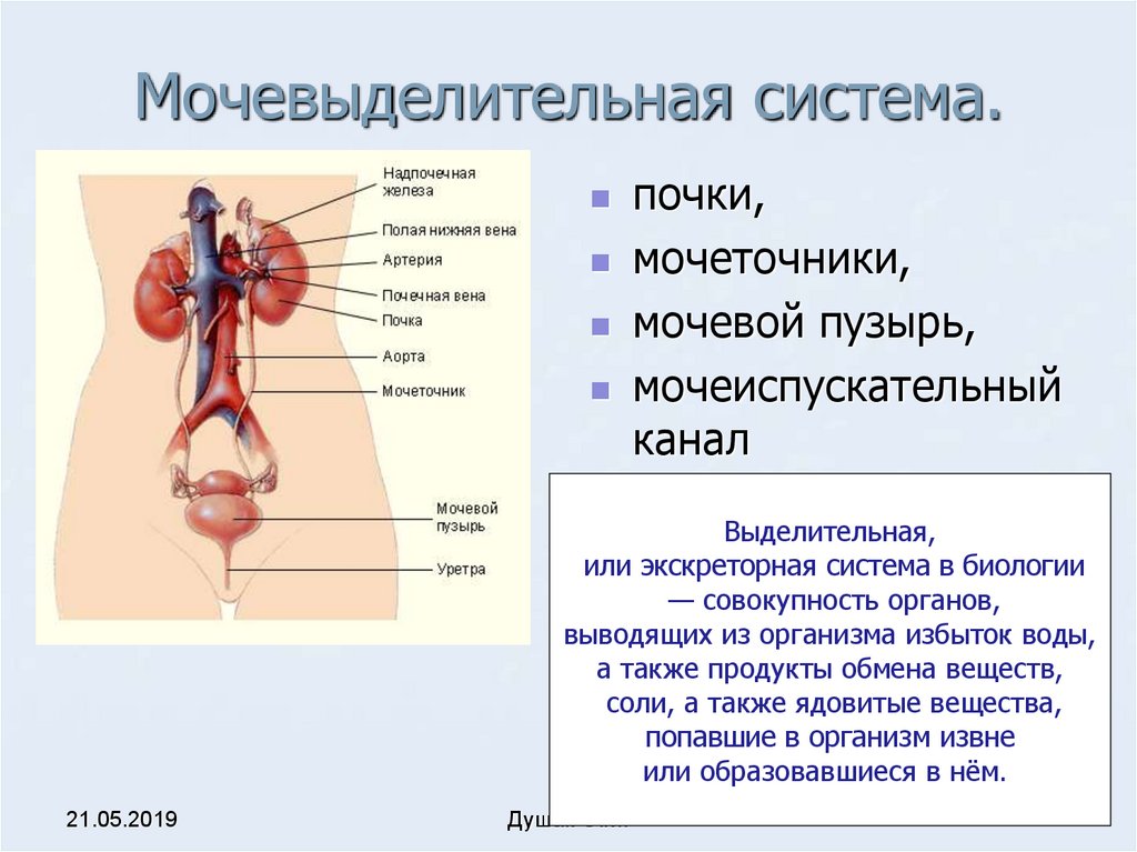 Органы выделения человека схема