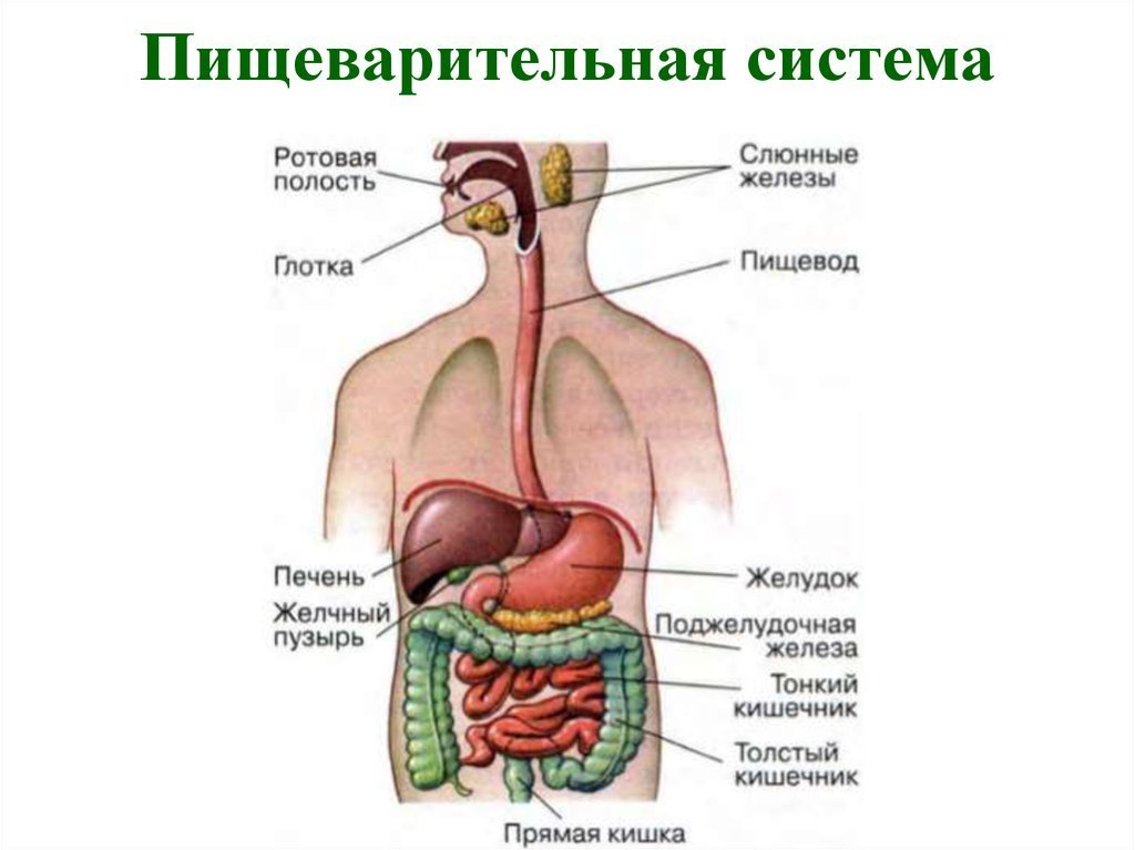 Какие органы изображены на рисунке как они устроены