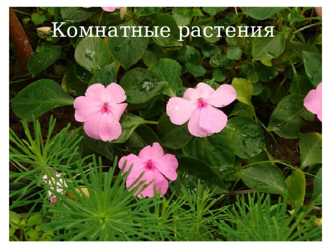 Комнатные растения 