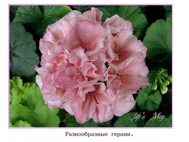 Разнообразные герани . 