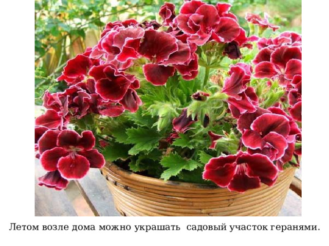 Летом возле дома можно украшать садовый участок геранями . 