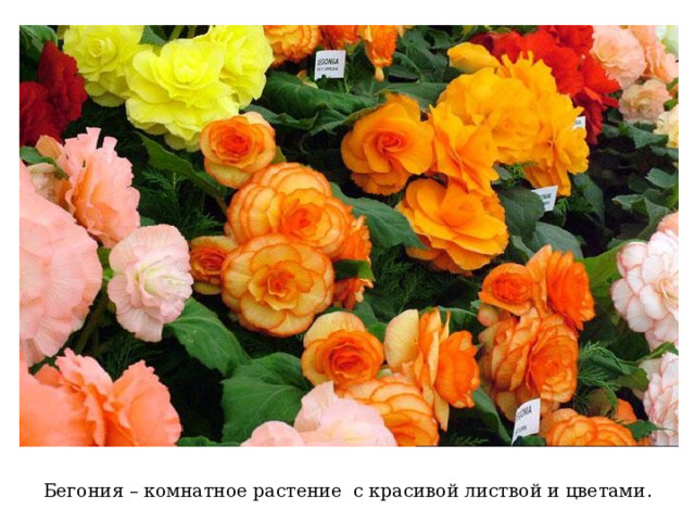 Бегония – комнатное растение с красивой листвой и цветами . 