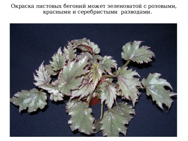 Окраска листовых бегоний может зеленоватой с розовыми, красными и серебристыми разводами. 
