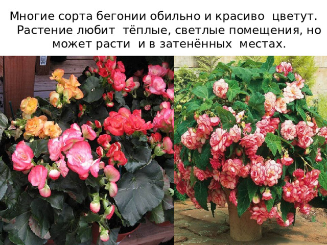 Многие сорта бегонии обильно и красиво цветут. Растение любит тёплые, светлые помещения, но может расти и в затенённых местах. 
