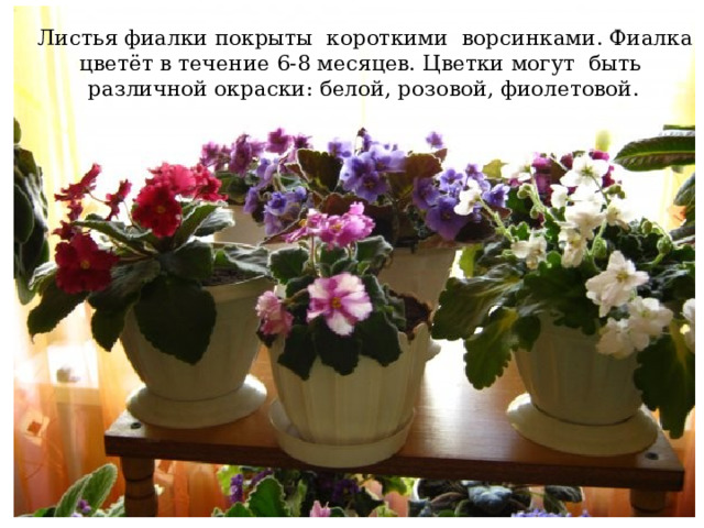  Листья фиалки покрыты короткими ворсинками. Фиалка цветёт в течение 6-8 месяцев. Цветки могут быть различной окраски: белой, розовой, фиолетовой. 