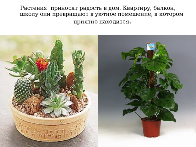 Растения приносят радость в дом. Квартиру, балкон, школу они превращают в уютное помещение, в котором приятно находится . 