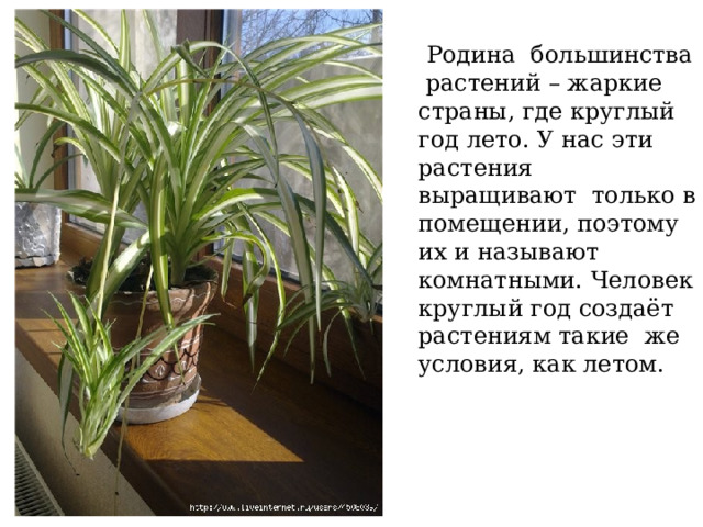  Родина большинства растений – жаркие страны, где круглый год лето. У нас эти растения выращивают только в помещении, поэтому их и называют комнатными. Человек круглый год создаёт растениям такие же условия, как летом. 