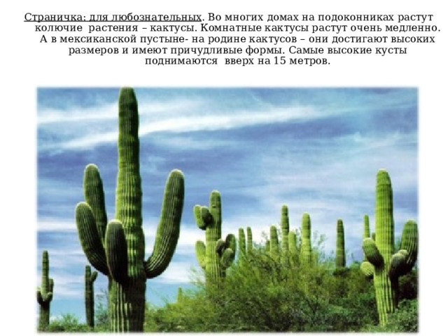 Страничка: для любознательных . Во многих домах на подоконниках растут колючие растения – кактусы. Комнатные кактусы растут очень медленно. А в мексиканской пустыне- на родине кактусов – они достигают высоких размеров и имеют причудливые формы. Самые высокие кусты поднимаются вверх на 15 метров. 