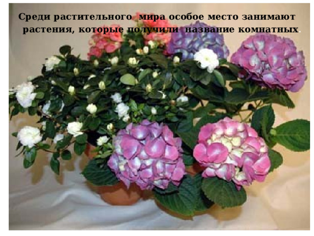 Среди растительного мира особое место занимают растения, которые получили название комнатных . 