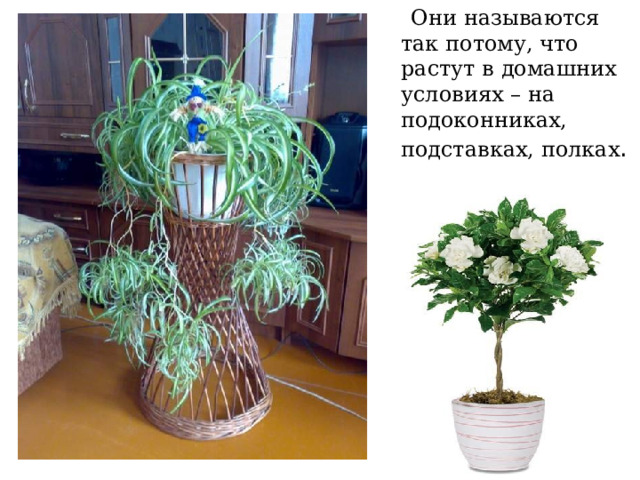  Они называются так потому, что растут в домашних условиях – на подоконниках, подставках, полках . 