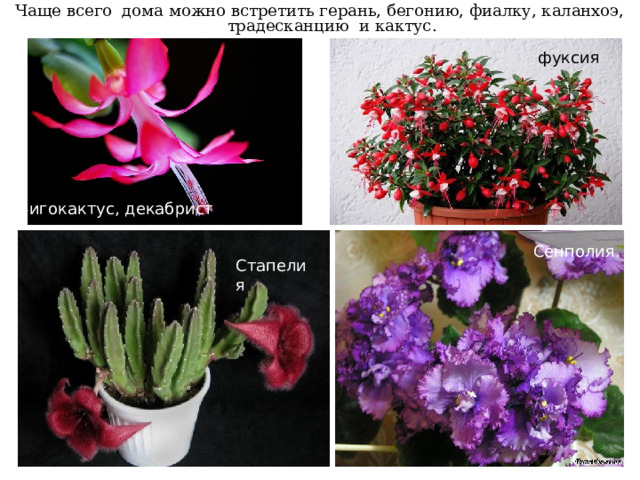 Чаще всего дома можно встретить герань, бегонию, фиалку, каланхоэ, традесканцию и кактус. фуксия Зигокактус, декабрист Сенполия.   Стапелия  