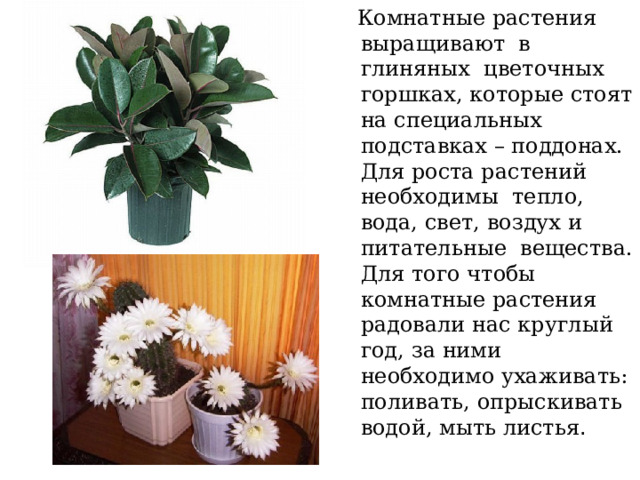  Комнатные растения выращивают в глиняных цветочных горшках, которые стоят на специальных подставках – поддонах. Для роста растений необходимы тепло, вода, свет, воздух и питательные вещества. Для того чтобы комнатные растения радовали нас круглый год, за ними необходимо ухаживать: поливать, опрыскивать водой, мыть листья . 