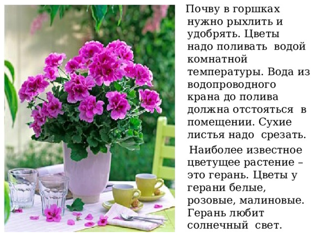  Почву в горшках нужно рыхлить и удобрять. Цветы надо поливать водой комнатной температуры. Вода из водопроводного крана до полива должна отстояться в помещении. Сухие листья надо срезать.  Наиболее известное цветущее растение – это герань. Цветы у герани белые, розовые, малиновые. Герань любит солнечный свет . 