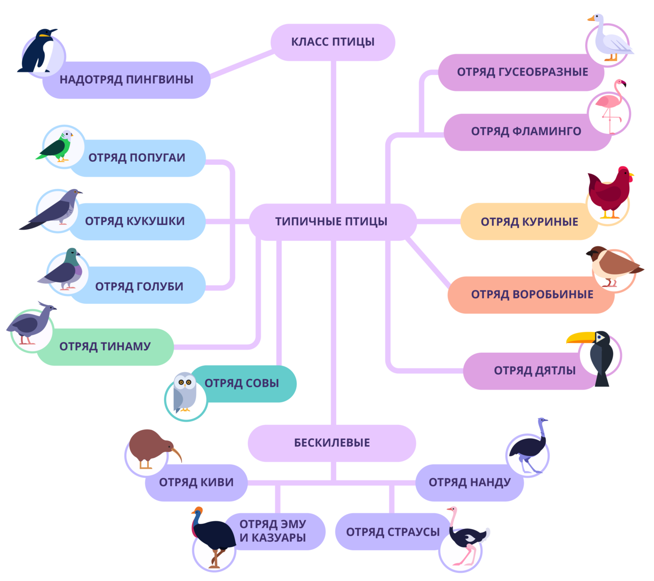 Класс птицы классификация. Класс птицы подкласс. Характеристика класса птицы. Класс птицы систематика.