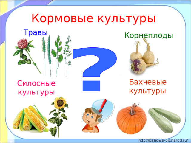 Кормовые культуры Травы Корнеплоды Бахчевые культуры Силосные культуры 