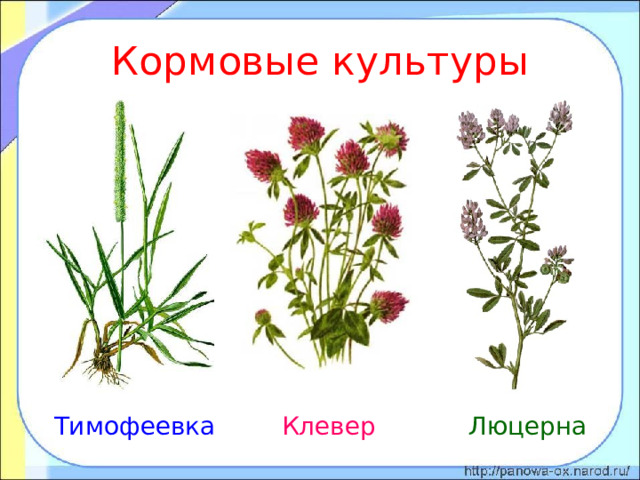 Кормовые культуры Тимофеевка Клевер Люцерна 