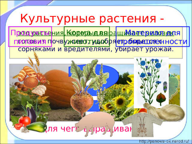 Культурные растения -  Продукты питания Корма для животных Материал для промышленности  это растения, которые выращивает человек : готовит почву, сеет, удобряет, борется с сорняками и вредителями, убирает урожай. Для чего выращивают? 