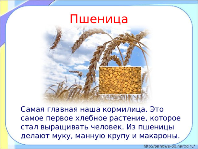 Пшеница  Самая главная наша кормилица. Это самое первое хлебное растение, которое стал выращивать человек. Из пшеницы делают муку, манную крупу и макароны. 