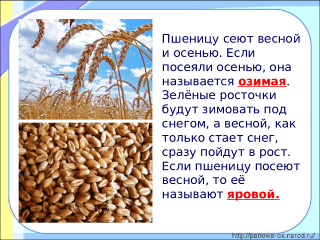  Пшеницу сеют весной и осенью. Если посеяли осенью, она называется озимая . Зелёные росточки будут зимовать под снегом, а весной, как только стает снег, сразу пойдут в рост. Если пшеницу посеют весной, то её называют яровой. 