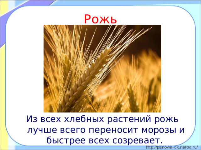 Рожь Из всех хлебных растений рожь лучше всего переносит морозы и быстрее всех созревает. 