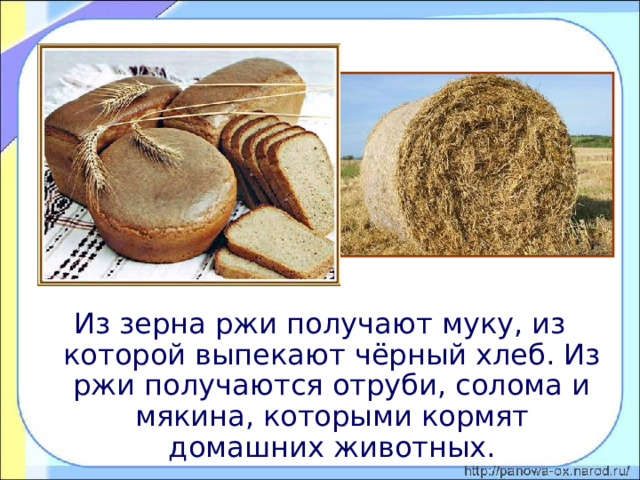 Из зерна ржи получают муку, из которой выпекают чёрный хлеб. Из ржи получаются отруби, солома и мякина, которыми кормят домашних животных. 