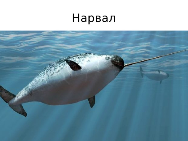 Нарвал Этакий дельфин с рогом вместо носа. У морских единорогов длина клыка может доходить до 3-х метров. 
